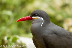 sterne inca / Inca tern