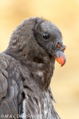 vautour pape / king vulture