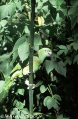 amazone à nuque d'or / yellow-naped amazon