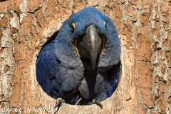 ara hyacinthe / hyacinth macaw