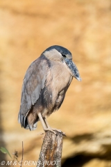 savacou huppe / boat-billed heron