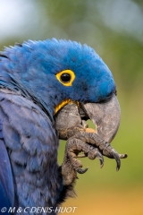 ara hyacinthe / hyacinth macaw