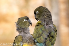 perruche de Patagonie / burrowing parakeet