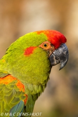 ara de Lafresnaye / red-fronted Macaw