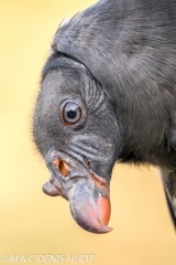 vautour pape / king vulture