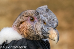 condor des Andes / andean condor