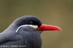 sterne inca / Inca tern