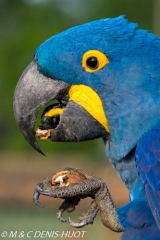 ara hyacinthe / hyacinth macaw