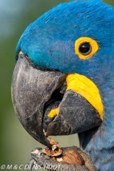 ara hyacinthe / hyacinth macaw