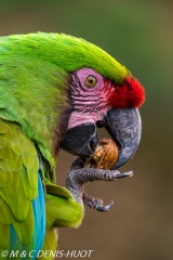 ara de Buffon / great green macaw