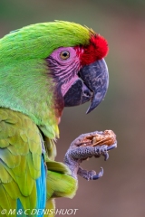 ara de Buffon / great green macaw