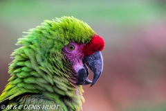 ara de Buffon / great green macaw