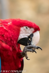 ara à ailes vertes / red-and-green macaw