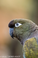 perruche de Patagonie / burrowing parakeet