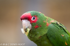 conure mitrée / mitred parakeet