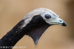 pénélope à gorge bleue / blue-throated piping-guan