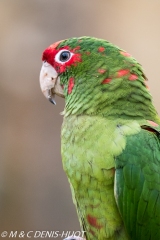 conure mitrée / mitred parakeet