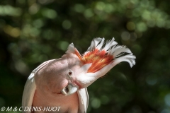 cacatoes de Leadbeater / pink cockatoo