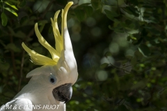 cacatoes à huppe jaune / sulphur-crested cockatoo