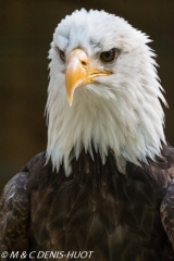 pyrargue à tête blanche / bald eagle