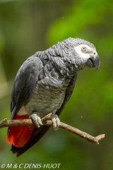 perroquet gris du gabon / grey parrot