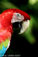 ara à ailes vertes / red-and-green macaw