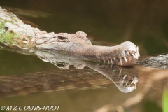 gavial / gharial