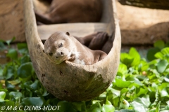 loutre géante / giant otter