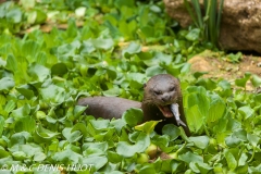 loutre géante / giant otter