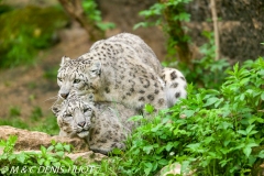 panthère des neiges / snow leopard