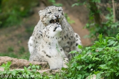 panthère des neiges / snow leopard