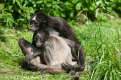 atèle à ventre blanc / brown spider monkey