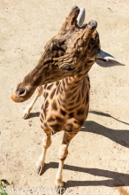 girafe / giraffa