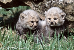 guépard / cheetah