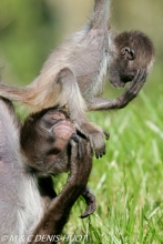 atèle à ventre blanc / brown spider monkey