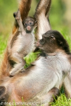 atèle à ventre blanc / brown spider monkey