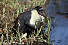 cercopithèque diane / Diana monkey