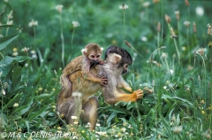 saimiri / squirrel monkey