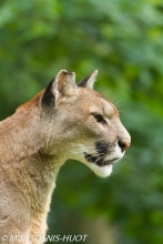 puma / cougar