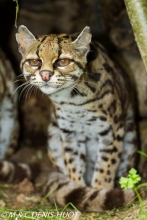 margay