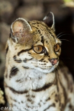 margay