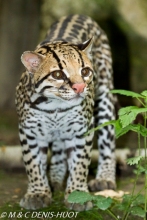 ocelot