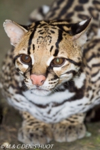 ocelot