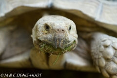 tortue / tortoise