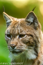 lynx