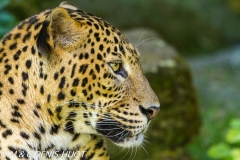 panthère du Shri Lanka / Sri Lanka leopard