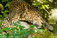 panthère du Shri Lanka / Sri Lanka leopard