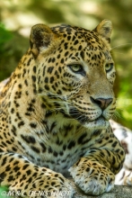 panthère du Shri Lanka / Sri Lanka leopard