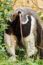 fourmilier géant / giant anteater