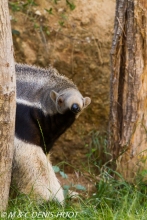 fourmilier géant / giant anteater